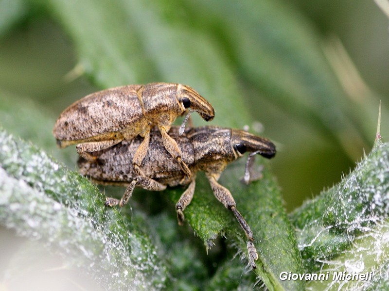 Curculionidae: Cleonis pigra, coppia